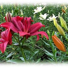 今は黄色や赤系の花が勢いのある蕾を沢山つけ咲きだしている