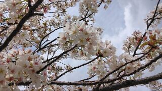 桜も美しい