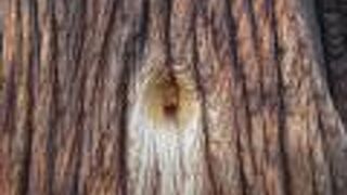 禁門の変の弾痕の跡