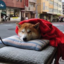 東海ひもの