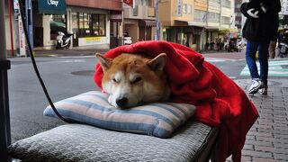 看板犬
