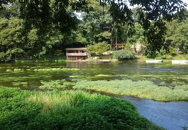 豊かな富士山の湧水でできた川