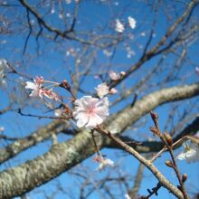 10月に咲いていた桜
