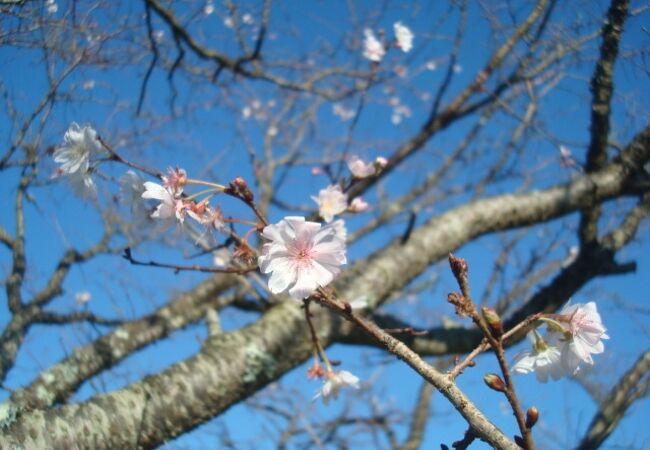 十月桜目的でさくらの里へ行きました