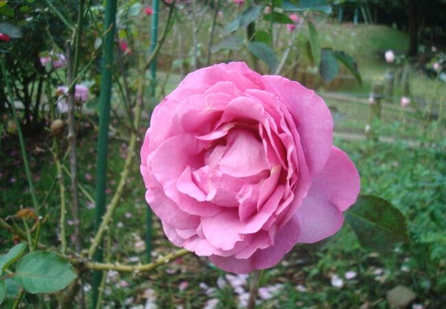 11月上旬、ふれあいの森で花を楽しめました