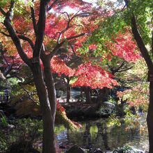 紅葉が始まりました