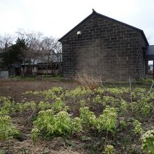 ふきのとうにも囲まれた景色