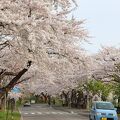 大野川桜並木