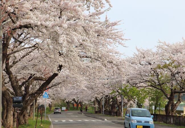 大野川桜並木