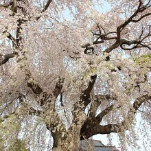 しだれ桜