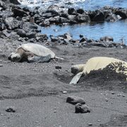 ウミガメの日光浴