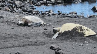 ウミガメの日光浴