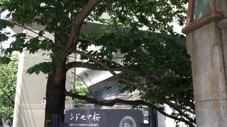 谷戸橋の近くにある桜の木