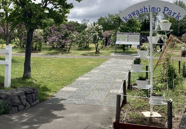 ライラック祭！