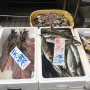 小田原の老舗鮮魚店