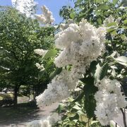 大通公園と直角にある公園