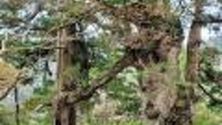 日本の杉がつながっている