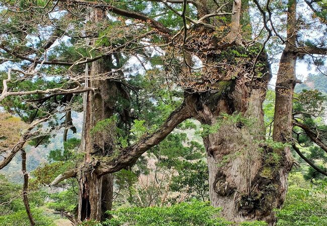 日本の杉がつながっている