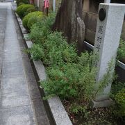 植木が整っている