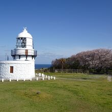 桜と灯台