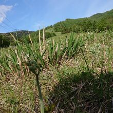 山菜だらけ