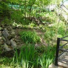 学習院初等科の高台からも、湧き水が、公園に入ってきます。