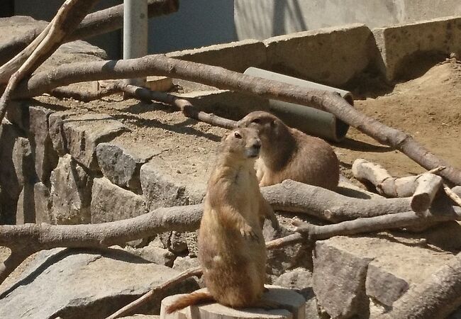 岡崎の動物園 クチコミ人気ランキング フォートラベル 愛知県