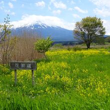 菜の花の黄色が周りを明るくしてくれます。