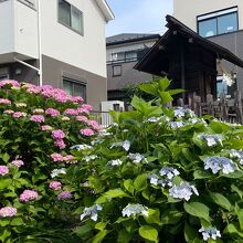 神明神社の紫陽花