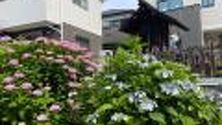 今年も6月上旬、紫陽花が咲き始めました。