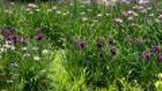 白鷺公園 ハナショウブ園