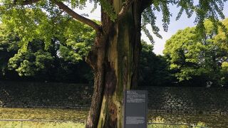 年季ある木に新緑