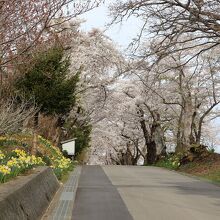 桜並木の風景