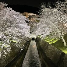 びわ湖大津　春のライトアップ、疏水の桜と疏水第一トンネル。