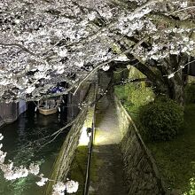 びわ湖大津　春のライトアップ、疏水沿いの桜。