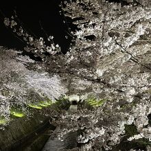 びわ湖大津　春のライトアップ、琵琶湖疏水の桜。