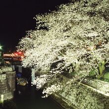 びわ湖大津　春のライトアップ、疏水沿いの桜と大津乗下船場。