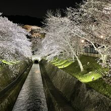 びわ湖大津　春のライトアップ、琵琶湖疏水の桜と園城寺の借景。