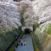 満開の桜が感動を与えてくれる琵琶湖疏水