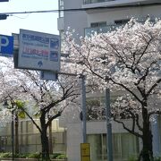 桜回廊を楽しむことができた柳が崎湖畔公園の入口