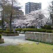 琵琶湖ホール付近の桜が春爛漫