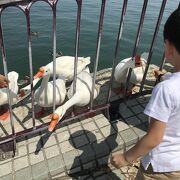 大津港ではマスコットとしてガチョウを放し飼い