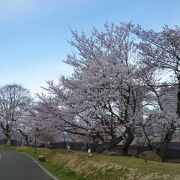 地元民にとっては、昔からの大切な桜の名所