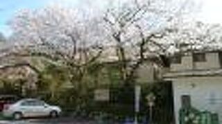 きれいに咲いていた桜に誘われてかねよ 本店へ