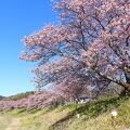 みなみの桜と菜の花まつり