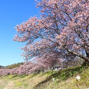 春うらら、という感じですが、欲を言えばもっと菜の花がほしい