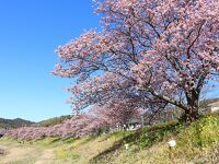 みなみの桜と菜の花まつり