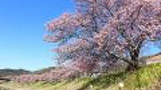 みなみの桜と菜の花まつり