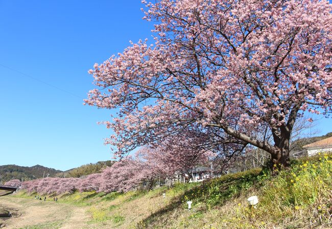 みなみの桜と菜の花まつり