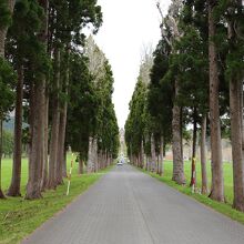 ポプラ並木の風景